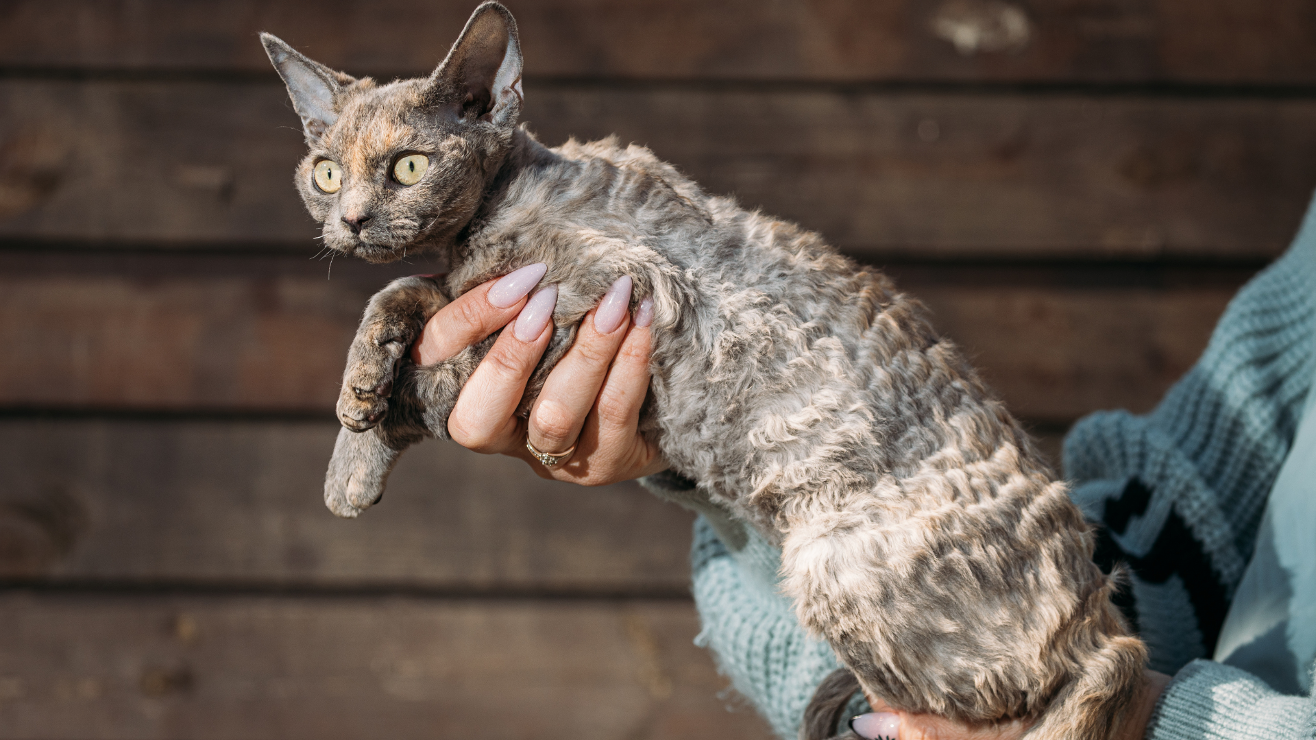 5-Penyakit-Pada-Anabul-Akibat-Udara-Lembap