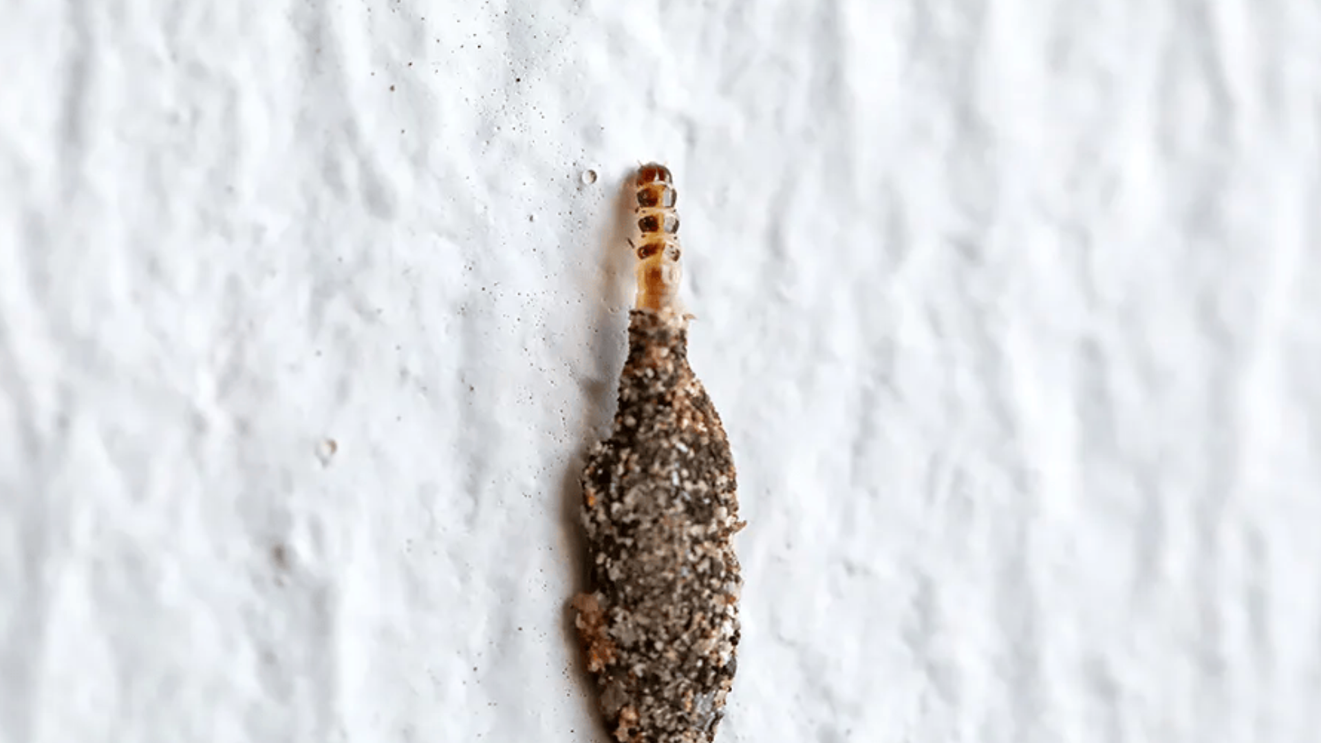 5-Cara-Membersihkan-Kamitetep-Bandel-di-Rumah